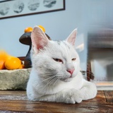 神经猫