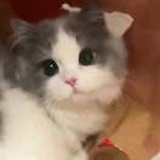 鹤白白白白