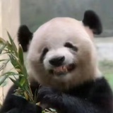 胖达