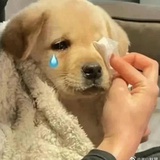 茉莉莫哩哩啦啦