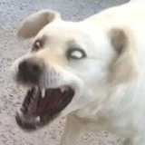 西直门三太子
