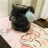 小科速递