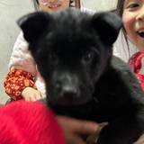 小鼠