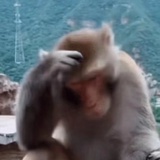 快乐吗喽