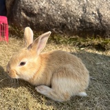 兔兔🐰子