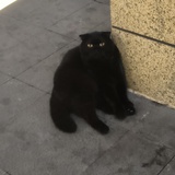 话梅黑醋小排