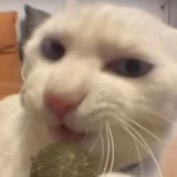 大啃玉米