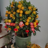 小虹虹
