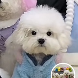 喜喜喜