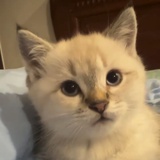 猫咪真可爱