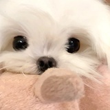 wingk