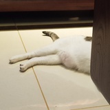脱力猫