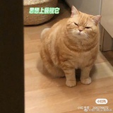 桃驼