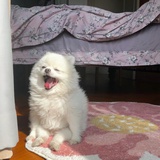 RORO