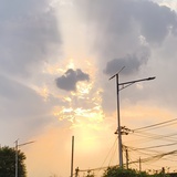 茶