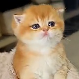 你三观超正