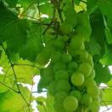 豆友-wK1Pq4UAU