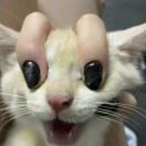 辣子
