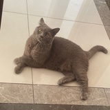 酸豆角