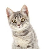 猫脸小英