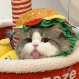 爱吃薯条🍟