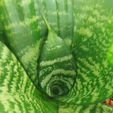 陸儿