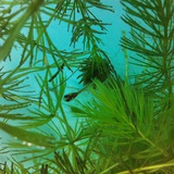 🐟🐟
