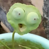 豆友7832240740