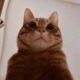 ヨミガエル