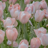 垚森