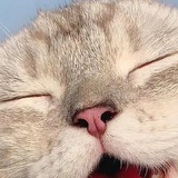 二蛋鸭