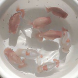 你梅柿叭