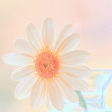 Xiaoying12