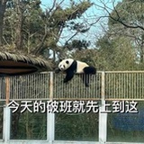 是猫猫