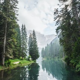conifers