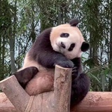 金昔误