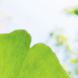 仙气飘飘mm