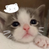 悲伤猫猫头