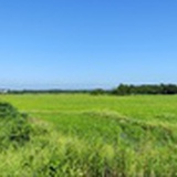麦子李