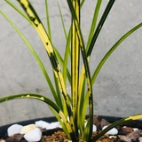 晓蘭