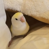 花花