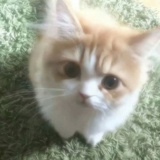momoo