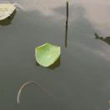 哈哈荷葉