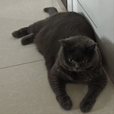 懒懒牛