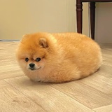 pomeranian