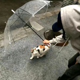 卤味面
