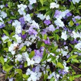 三味真火紫微星