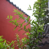 心想事成