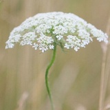 Lanlia