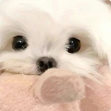 啵贤bb
